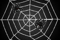 5' Spider Web With 2 Black Spiders