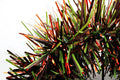 6" Matte Brown and Light Green Metallic Orange Garland 20' Section