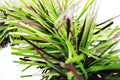 6" Matte Light Green and Brown Garland 20' Section