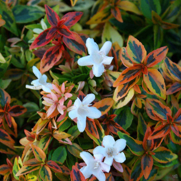 Abelia 'Kaleidoscope'