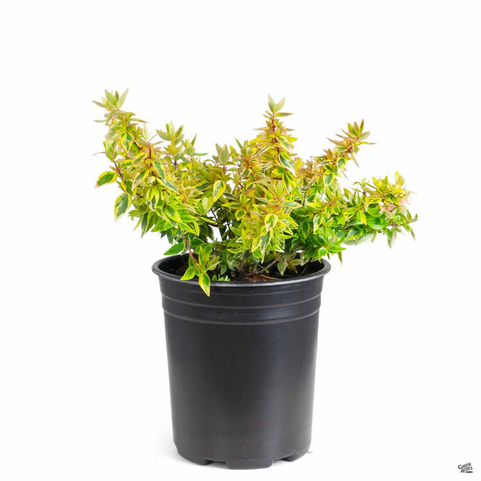 Abelia 'Kaleidoscope' 1 gallon