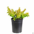 Abelia 'Kaleidoscope' 1 gallon