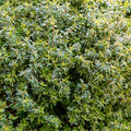 Abelia 'Radiance'