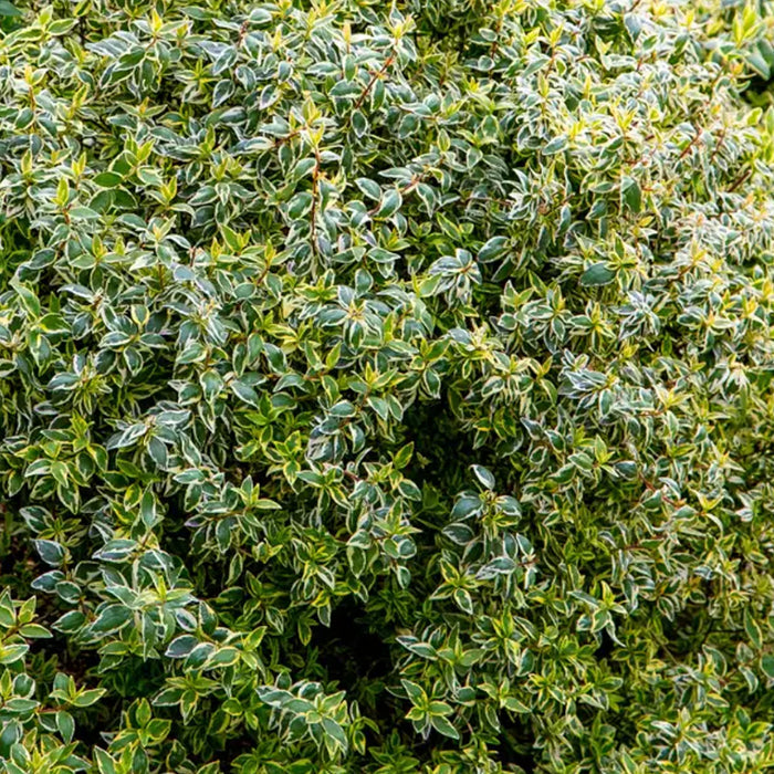 Abelia 'Radiance'