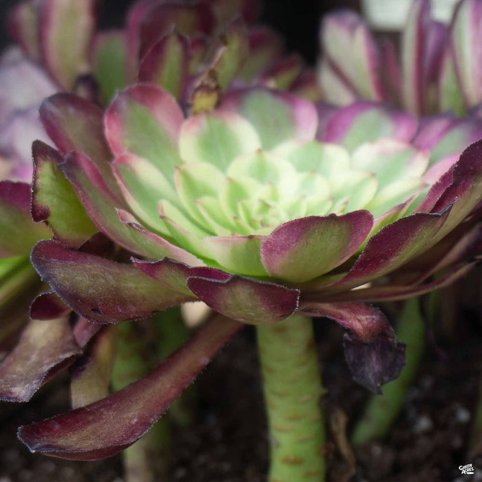 Aeonium 'Mardi Gras'