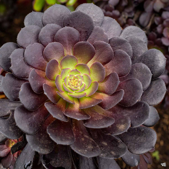 Aeonium Zwartkop