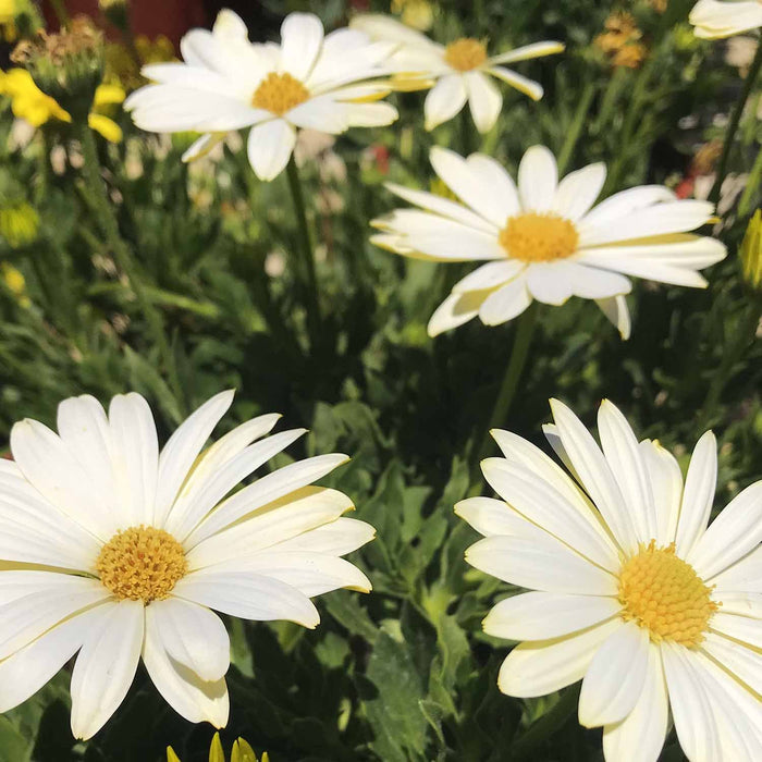 Osteospermum 'Voltage White'