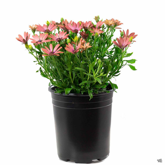 1 gal / Rose