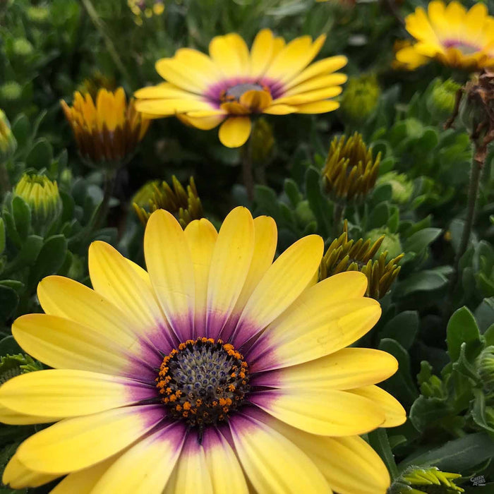 Osteospermum 'Blue Eyed Beauty"