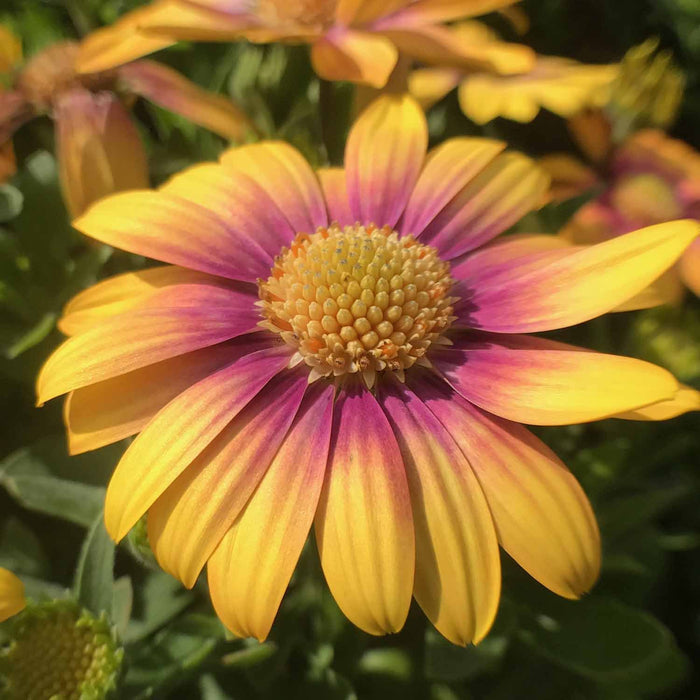 Osteospermum 'Blushing Beauty', Yellow, Purple