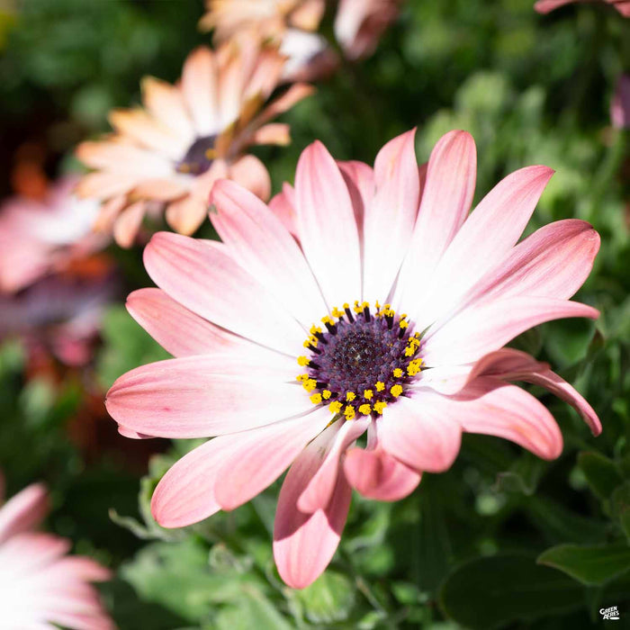 Osteospermum 'Pink Magic'