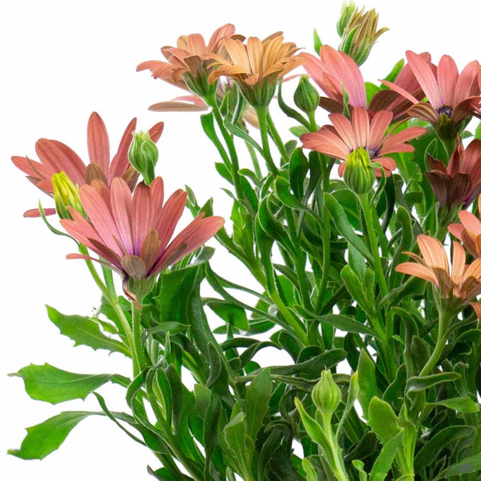 Osteospermum 'Rose Magic'