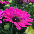 Osteospermum 'Serenity Purple Dark'