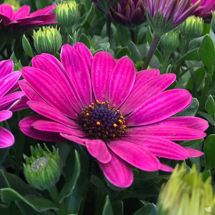 Osteospermum 'Serenity Purple Dark'