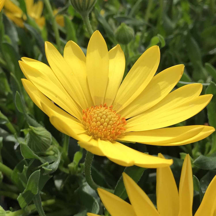 Osteospermum 'Voltage Yellow'