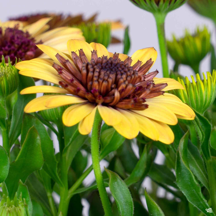 Osteospermum '4D Harvest Moon'