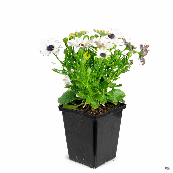 4" / White