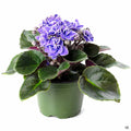 African Violet 4 inch