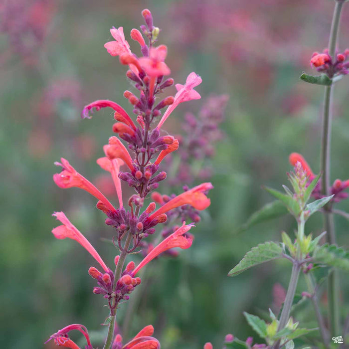 Agastache Kudos Coral