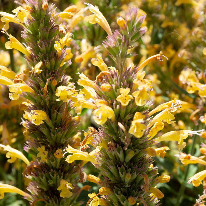 Agastache Kudos Gold