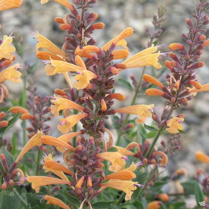 Agastache Apricot Nectar