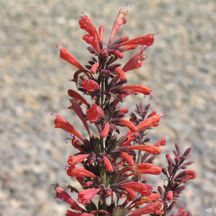 Agastache Orange Nectar