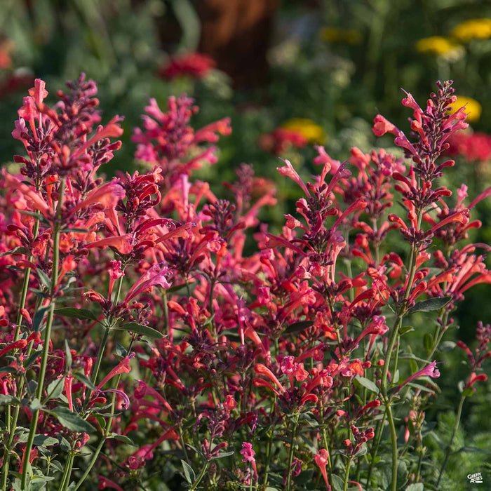 Agastache Kudos Coral