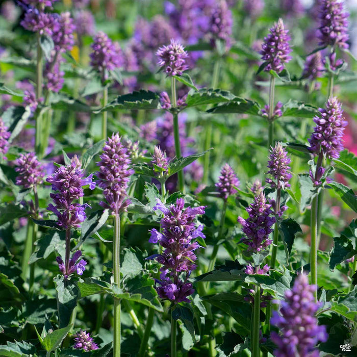 Agastache Blue Boa