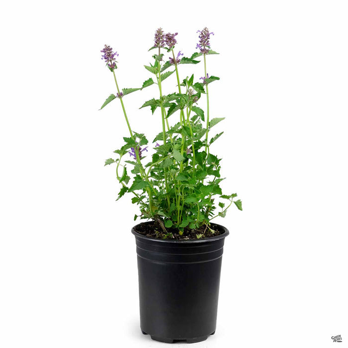 Agastache 'Blue Boa' 1 gallon
