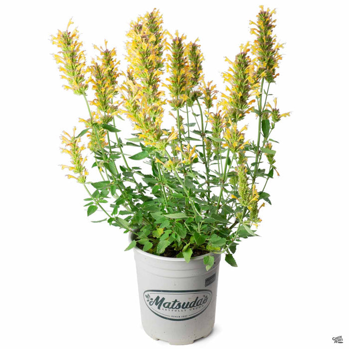 Agastache 'Kudos Gold' 1 gallon