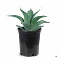 Agave 'Blue Flame' 1 gallon