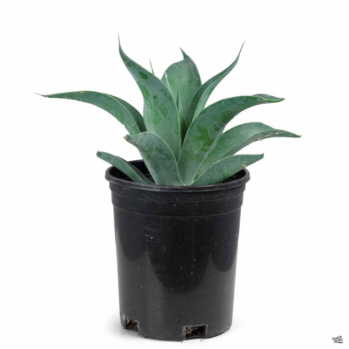 Agave 'Blue Flame' 1 gallon