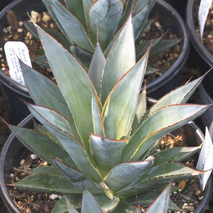 Agave 'Blue Glow'