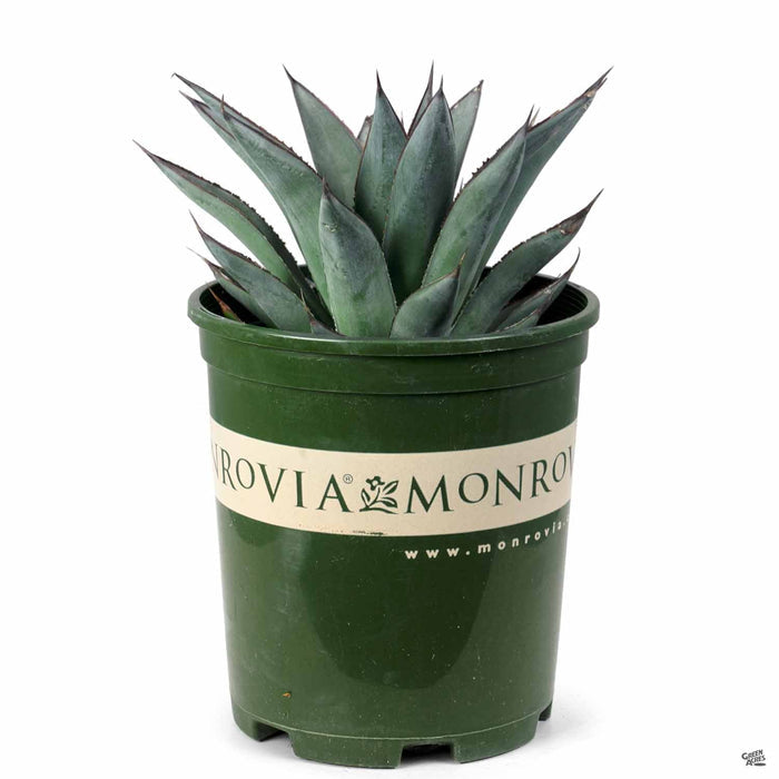 Agave 'Blue Glow' 1 gallon