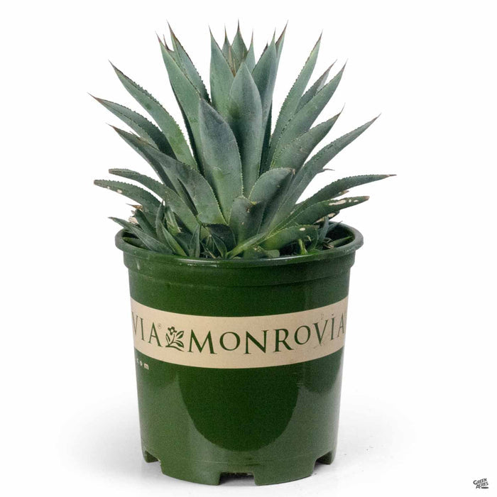 Agave 'Blue Glow' 2 gallon
