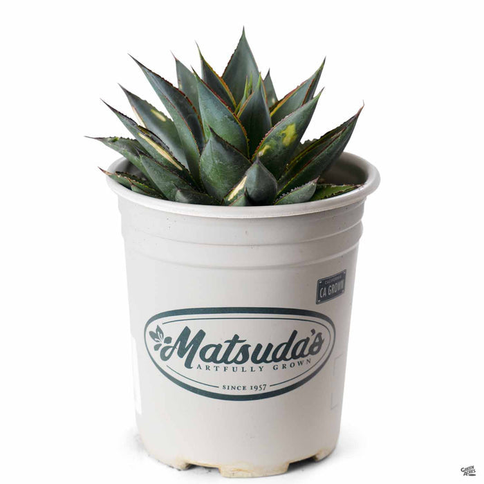 Agave 'Blue Glow' 1 gallon