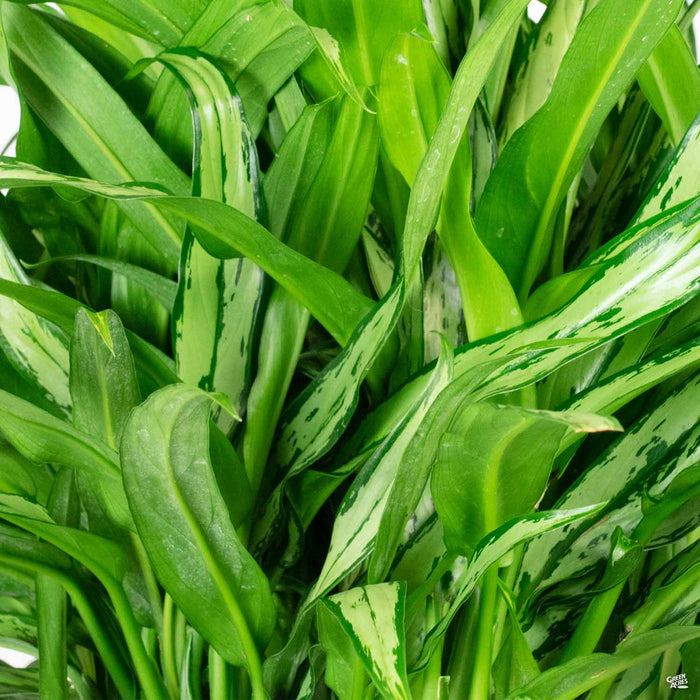 Aglaonema 'Cutless'