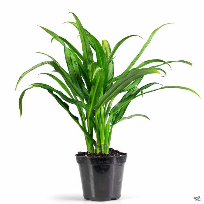 Aglaonema 'Cutlass' 4 inch