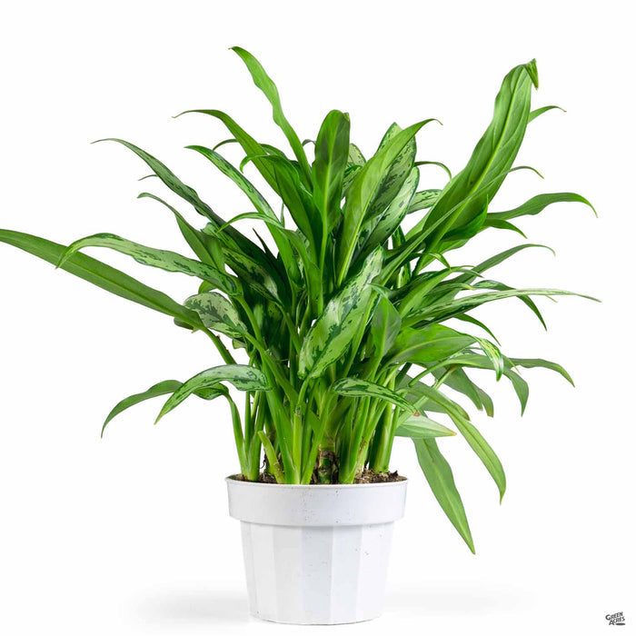 Aglaonema 'Cutlass' 6 inch