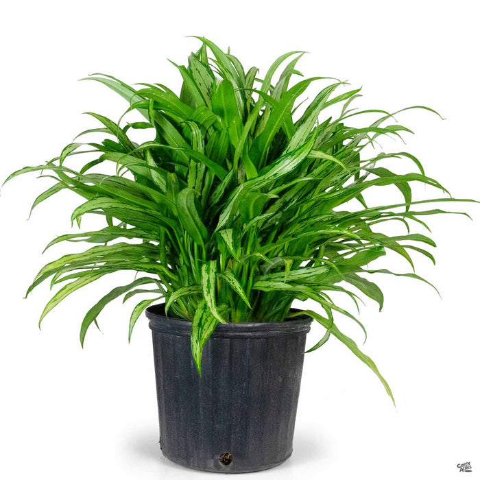 Aglaonema 'Cutlass' 10 inch