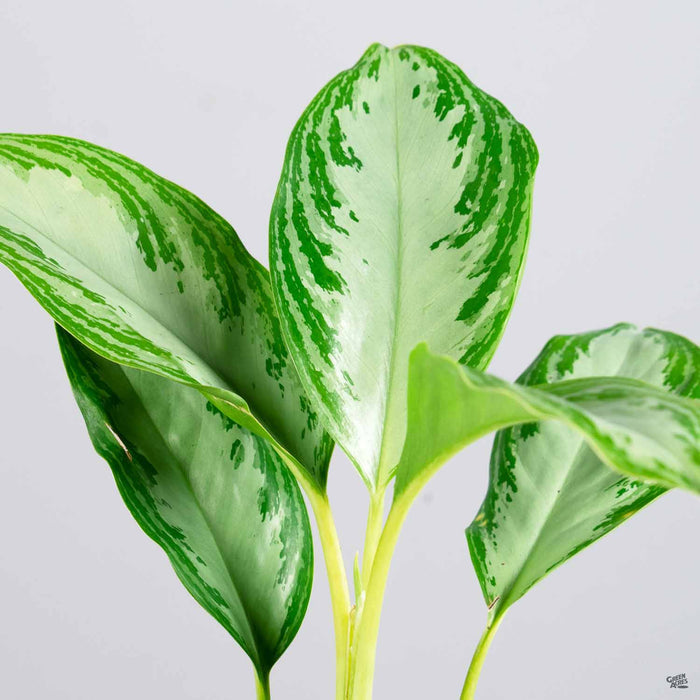 Aglaonema 'Leprechaun'
