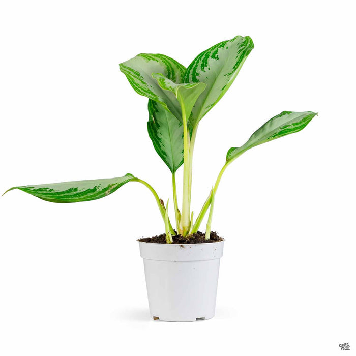 Aglaonema 'Leprechaun' 4 inch