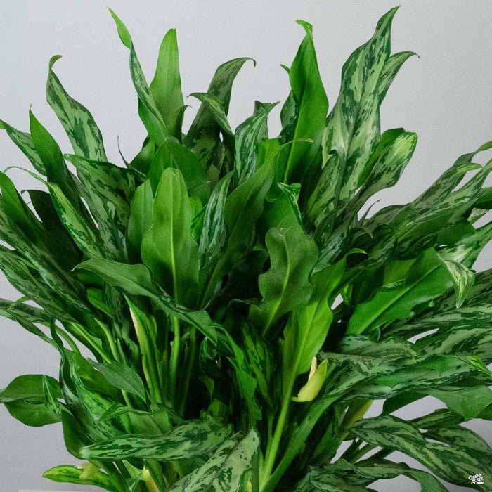 Aglaonema 'Miss Juliette'