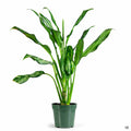 Aglaonema 'Miss Juliette' 4 inch