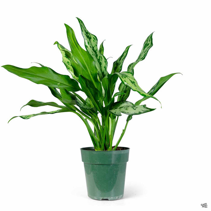 Aglaonema 'Miss Juliette' 6 inch