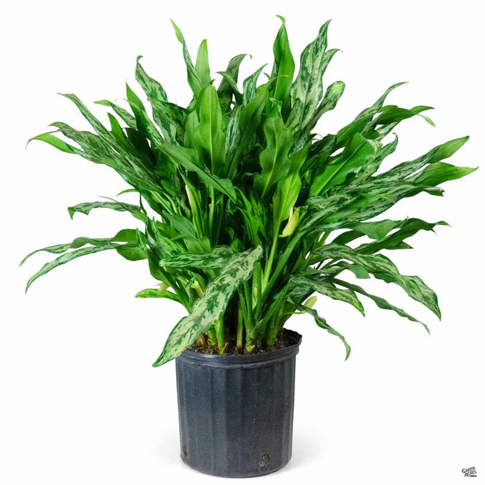 Aglaonema 'Miss Juliette' 10 inch