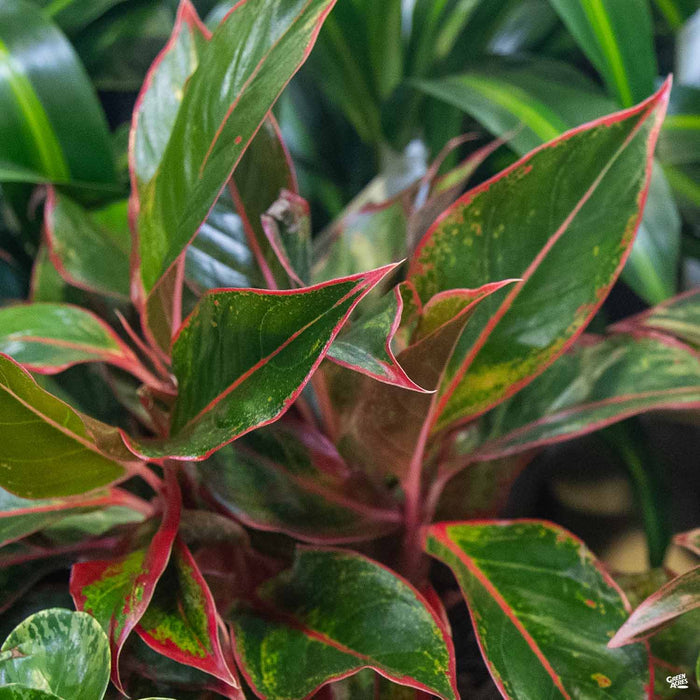 Aglaonema 'Red'