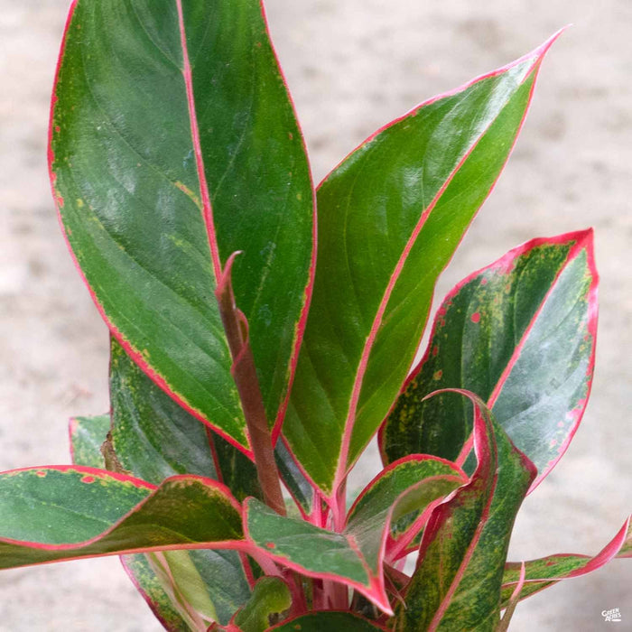 Aglaonema 'Red'