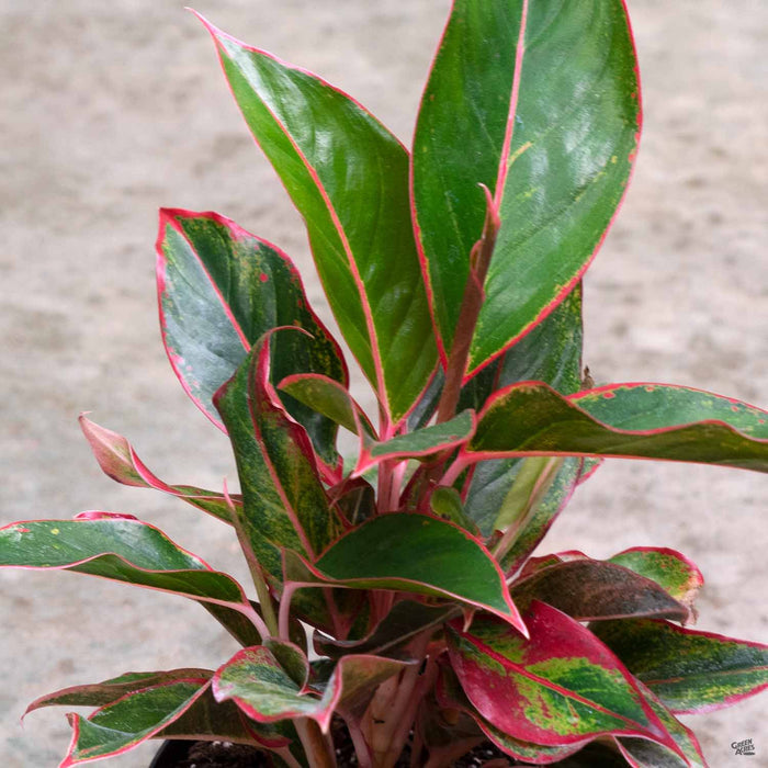 Aglaonema 'Red'