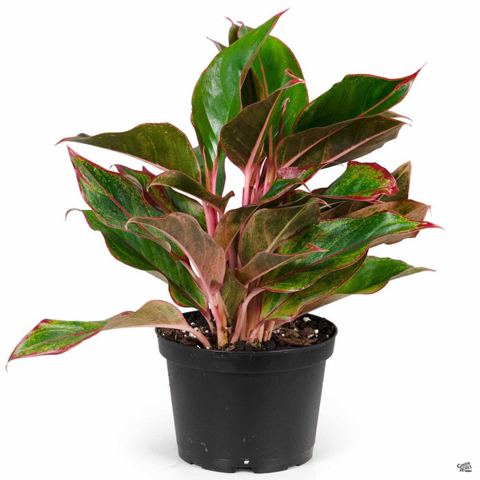 Aglaonema 'Red' 6 inch